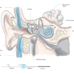 cross section of the ear