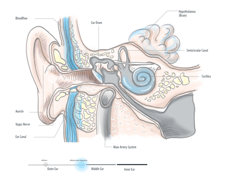 cross section of the ear