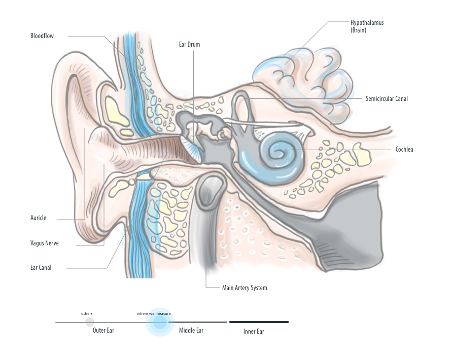 why _inside_ear cross section of the ear