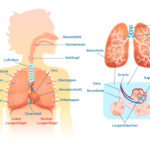 Anatomische Grafik der an der äußeren Atmung beteiligten Organe und Körperteile