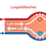 Grafische Darstellung der Abgabe von CO2 und Aufnahmen von O2 durch den Gasaustausch von Blut und Luft im Lungenbläschen.