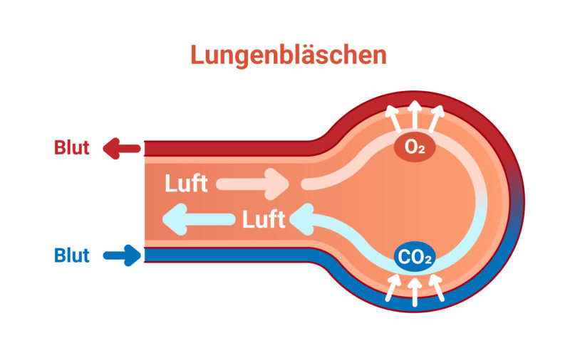 Grafische Darstellung der Abgabe von CO2 und Aufnahmen von O2 durch den Gasaustausch von Blut und Luft im Lungenbläschen.