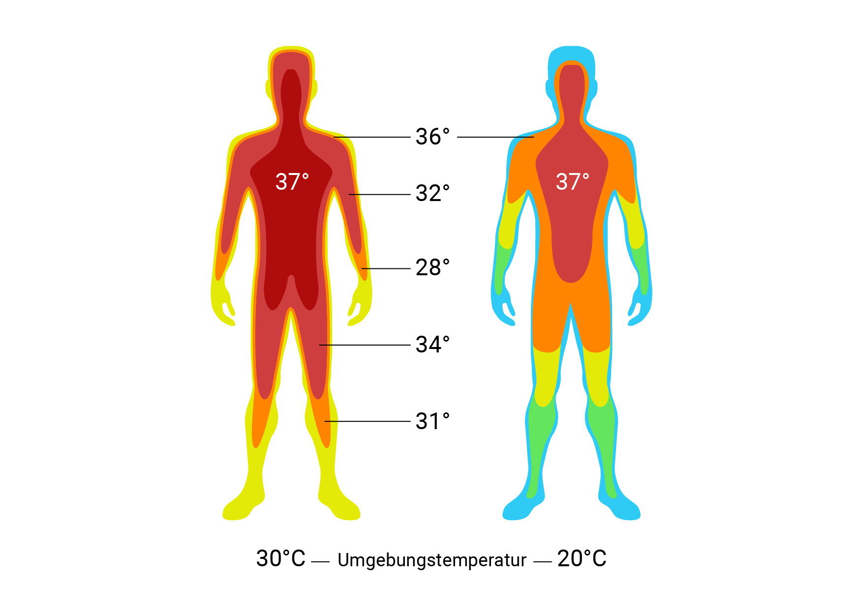 Vergleichsgrafik der Temperatur des Körperkerns und der Körperhülle unter dem Einfluss der Umgebungstemperatur.