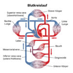 Schematische Darstellung des menschlichen Kreislaufsystems
