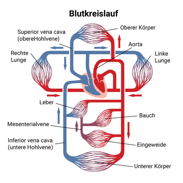Pulsfrequenz Normalwerte & Messmethoden cosinuss°