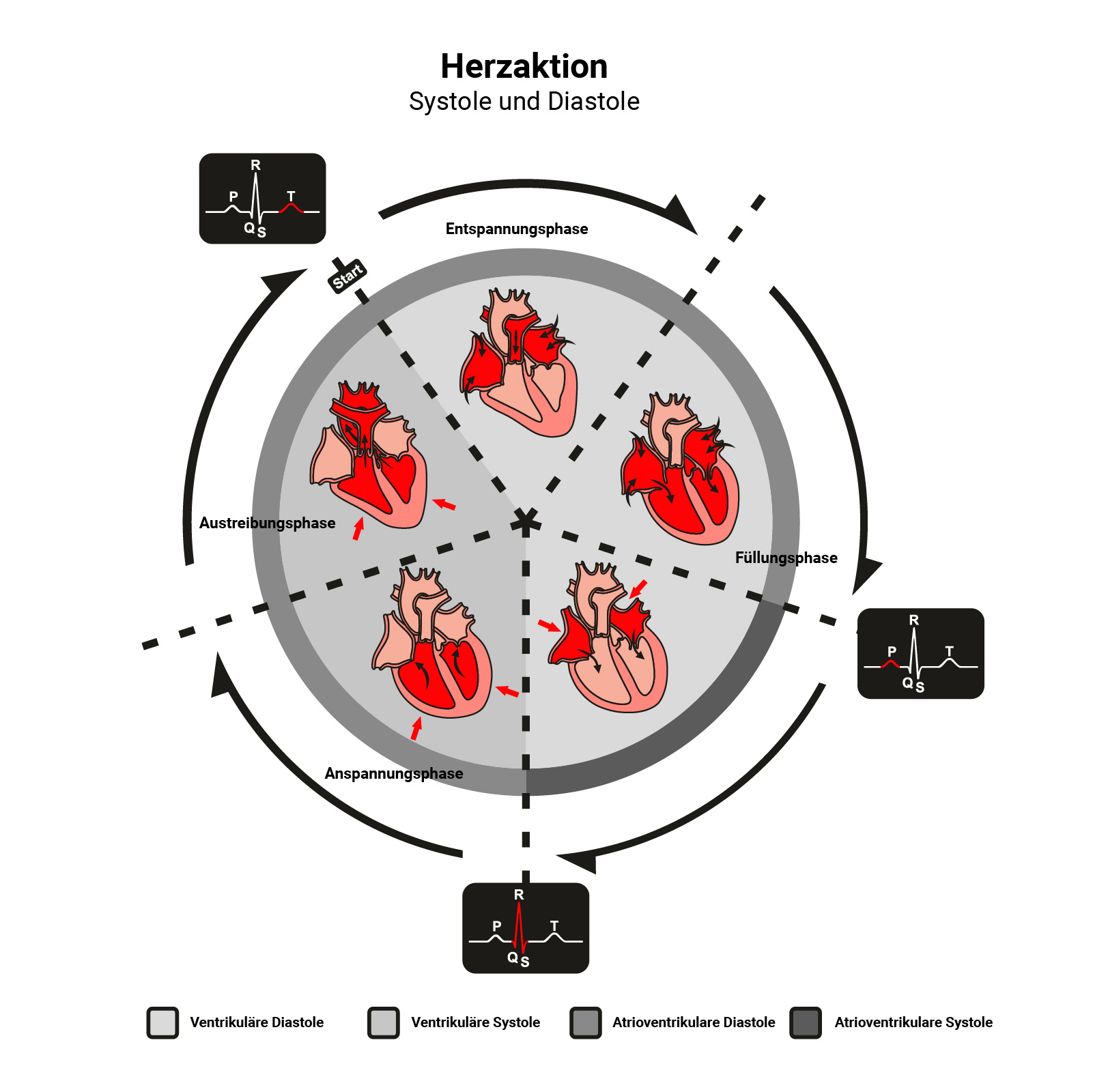 Infografik über den Herzzyklus mit allen Phasen der Diastole und Systole.