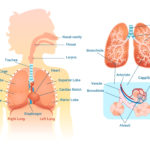 Anatomische Grafik der an der äußeren Atmung beteiligten Organe und Körperteile