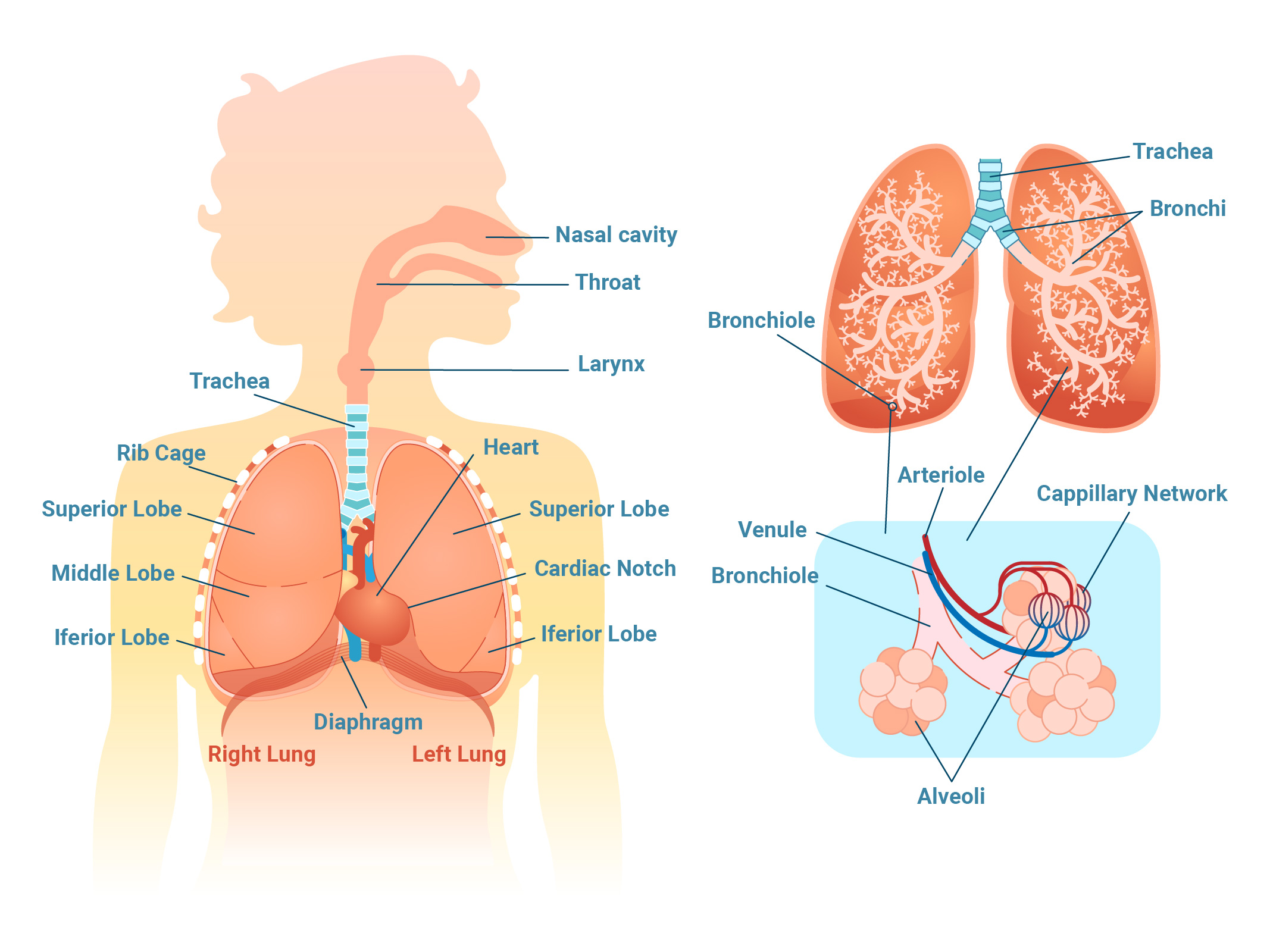 Anatomische Grafik der an der äußeren Atmung beteiligten Organe und Körperteile