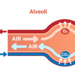 Graphical representation of the release of CO2 and uptake of O2 by the gas exchange of blood and air in the alveoli.