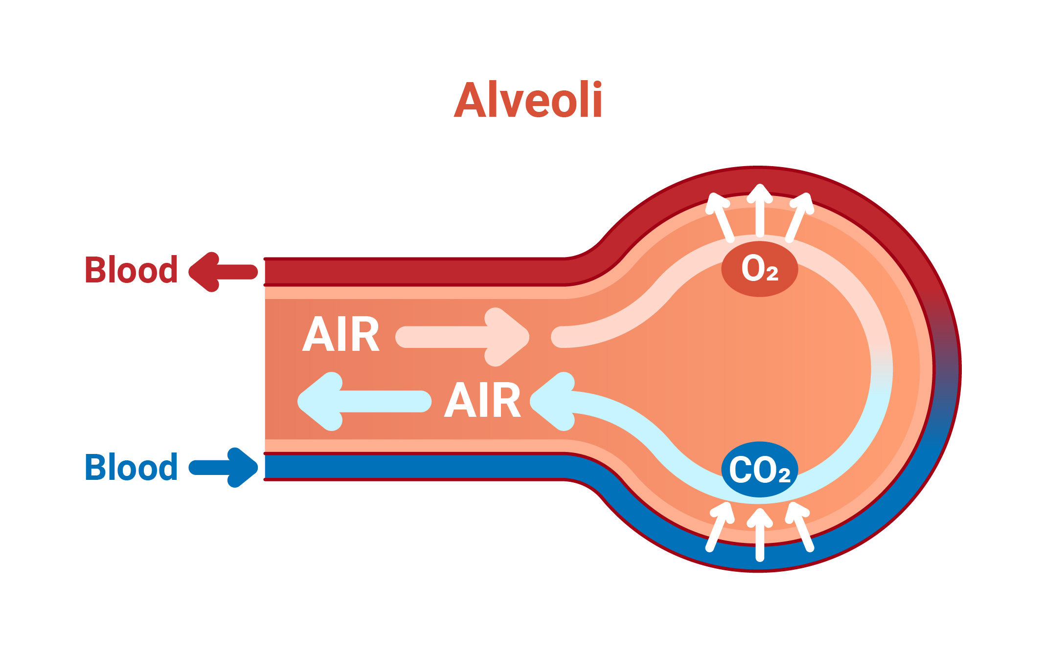 Graphical representation of the release of CO2 and uptake of O2 by the gas exchange of blood and air in the alveoli.