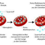 Vereinfachte Darstellung der Be- und Entladung eines Hämoglobins mit Sauerstoff.