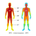 Comparison graphic of the temperature of the body core and the body shell under the influence of the ambient temperature.