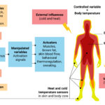 Chart of how the body temperature is influenced, recognized and regulated.