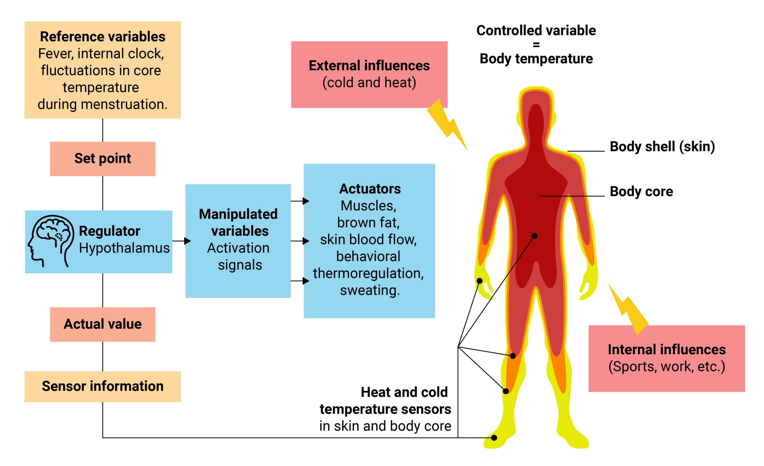 Chart of how the body temperature is influenced, recognized and regulated.