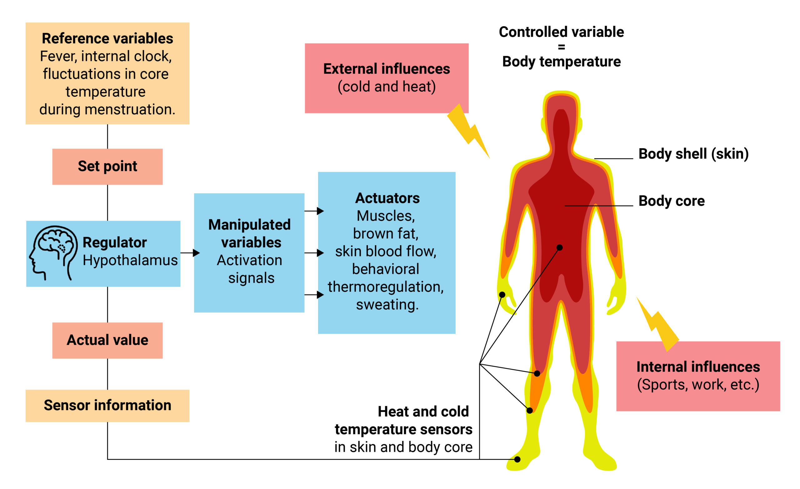 Низкая температура у мужчины. Body temperature. Temperature of Human. The temperature of the Human body. Комфортная температура тела человека.