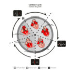 Infographic about the cardiac cycle with all phases of diastole and systole.