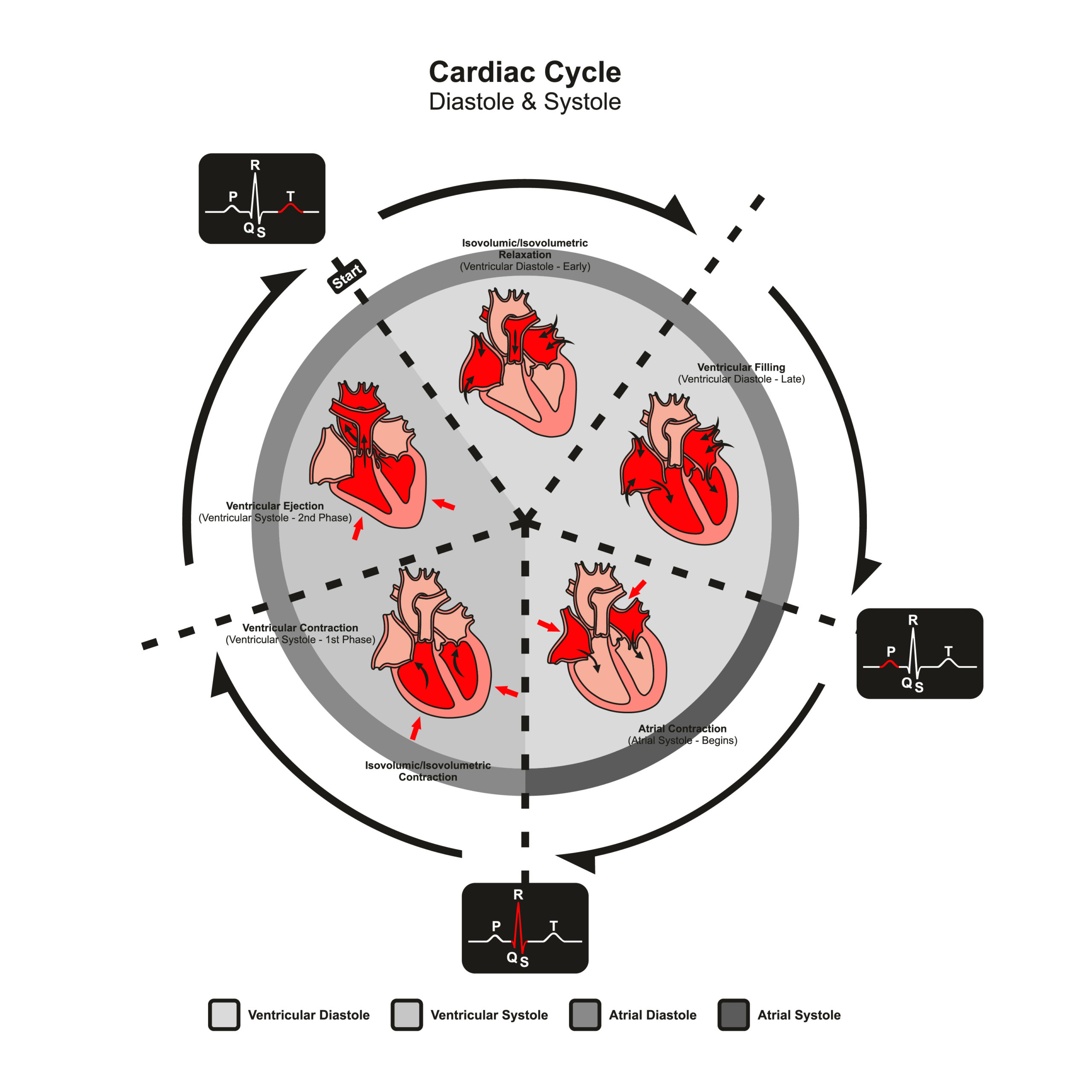 COS-cosinuss-heartrate-cardiac_cycle-EN-XXXX-V01 Infographic about the cardiac cycle with all phases of diastole and systole.