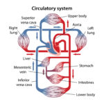 Schematic representation of the human circulatory system