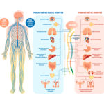 Medical diagram of the human nervous system with parasympathetic and sympathetic nerves.