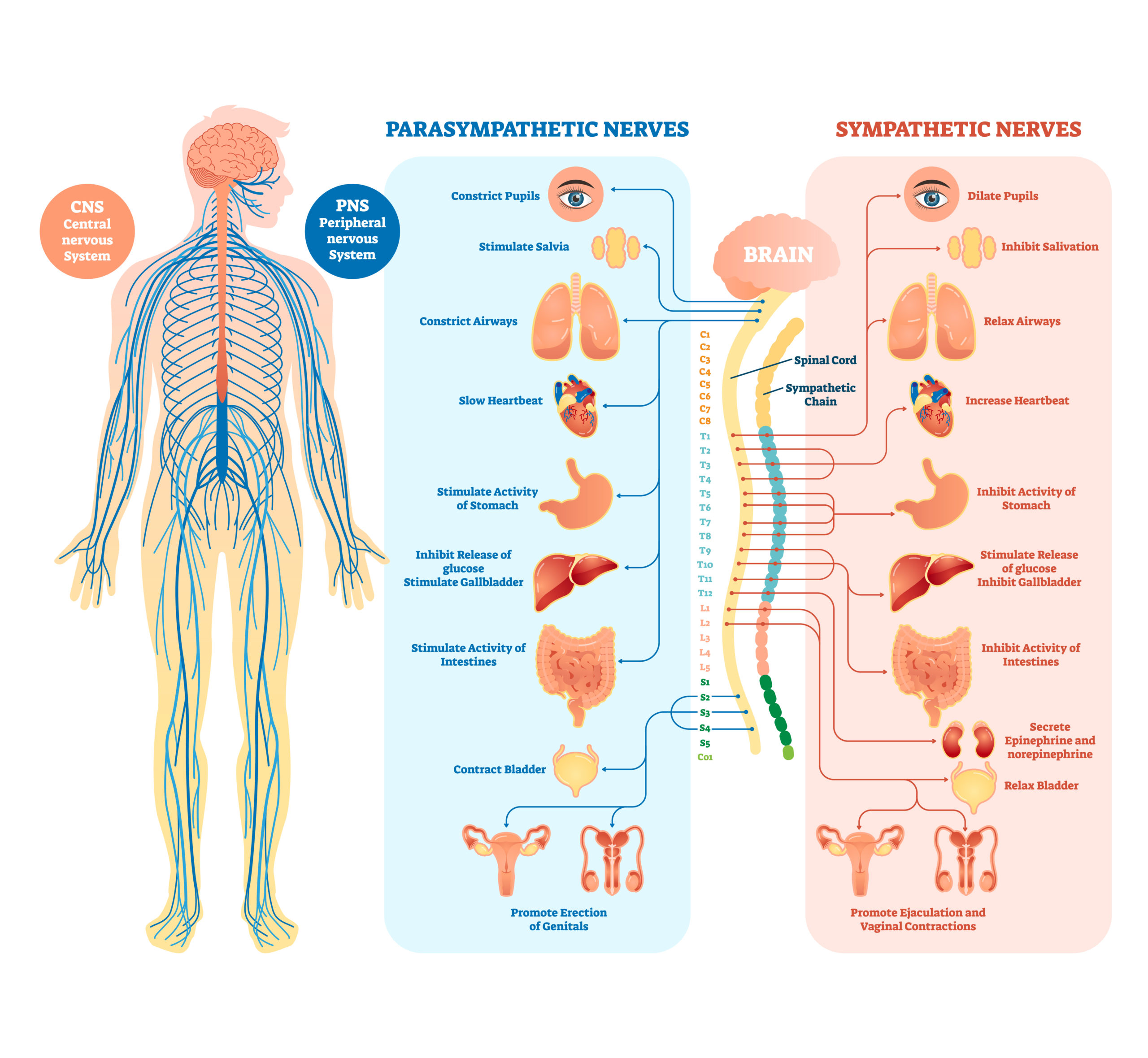 COS-cosinuss-heartrate-nervous_system-EN-XXXX-V01 Medical diagram of the human nervous system with parasympathetic and sympathetic nerves.