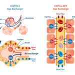 Simplified illustration of the exchange of oxygen from the lungs and into the blood.