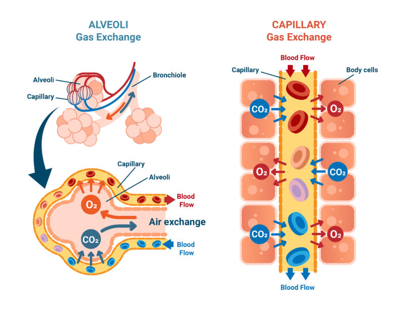 What is the Normal Range for Oxygen Saturation? - wide 6