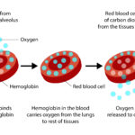 Simplified representation of the loading and unloading of a hemoglobin with oxygen.