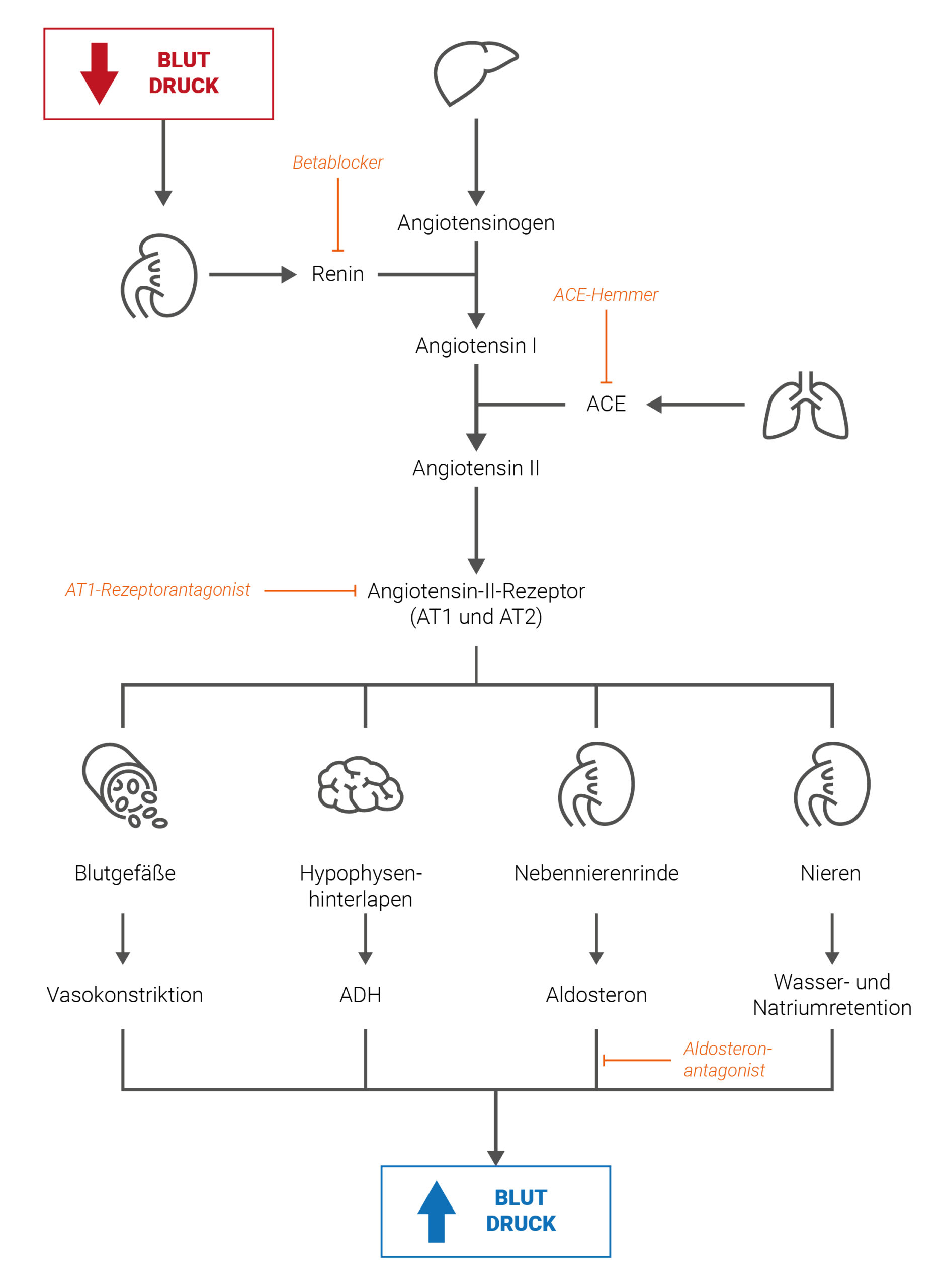 COS_Illu_Renin-Angiotensin-Aldosteron-System_DE_XXXX_V01-